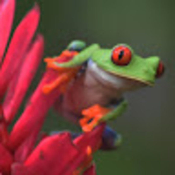 Meet your Posher, Allie margaritis - Picture 1 of 1